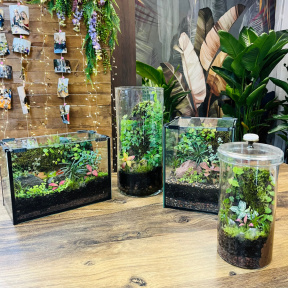 Мастер-класс Тропический флорариум колба d14