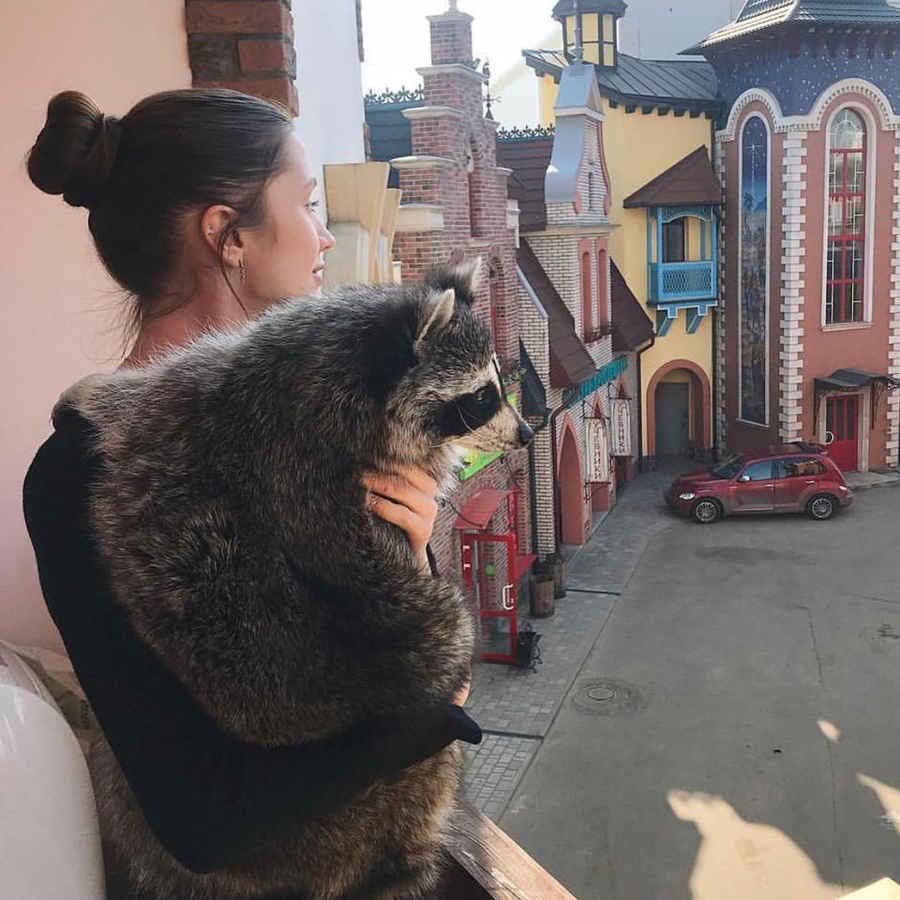 Планета енотов