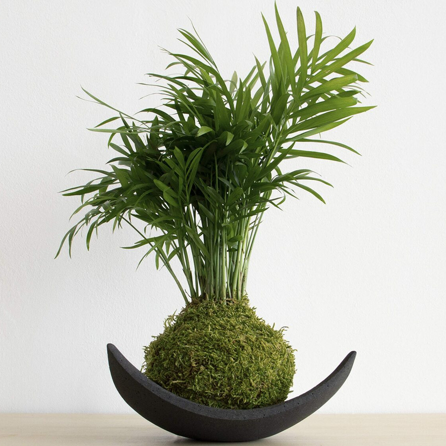 Мастер-класс по созданию кокедамы для двоих