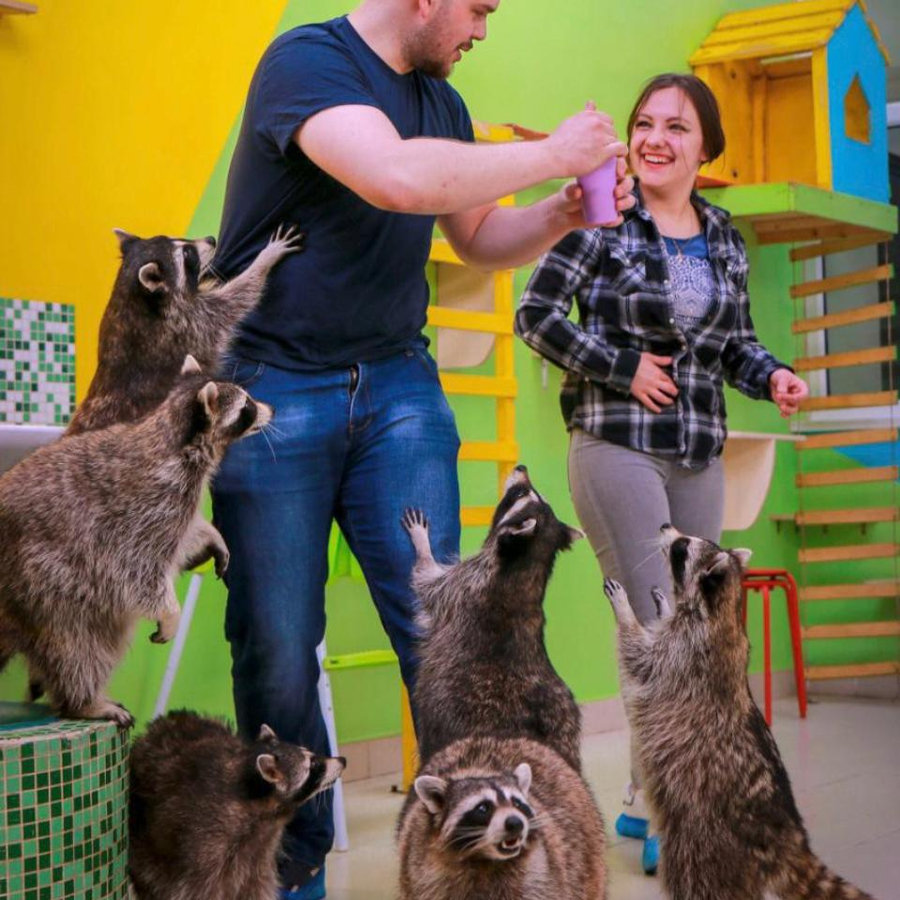 Планета енотов для двоих