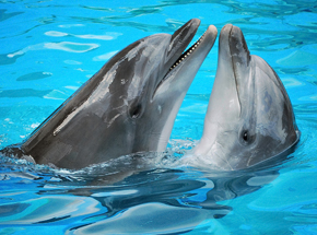 Дельфинарий для двоих