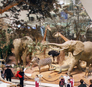 Государственный Дарвиновский музей для двоих