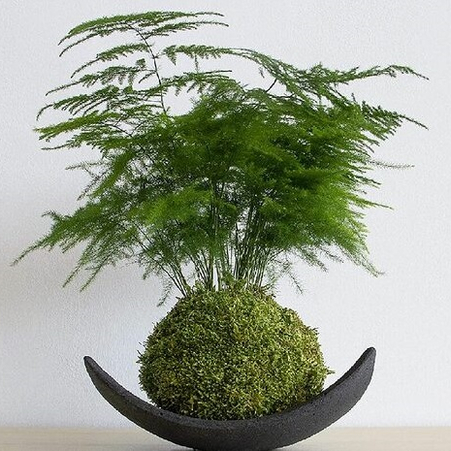 Мастер-класс по созданию кокедамы для компании