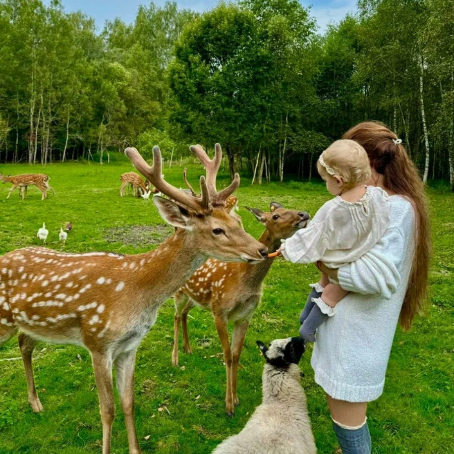 Экскурсия на ферму с оленями для компании