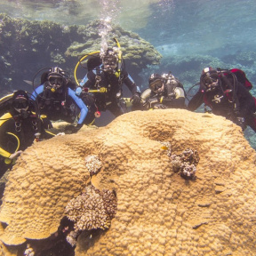 Пробное погружение – курс Try Scuba в дайвинг-клубе «Посейдон» с выдачей сертификата для двоих