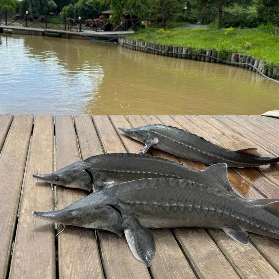 Рыболовное приглашение №1