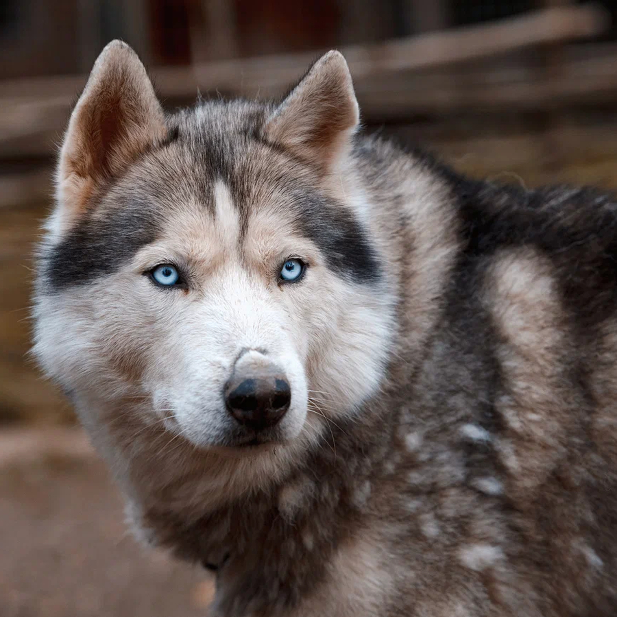 Экскурсия в питомник ездовых собак "Северный" для семьи