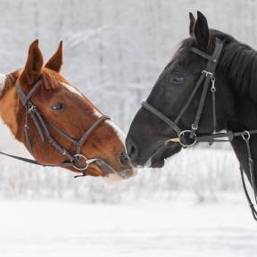 Индивидуальная конная прогулка для семьи