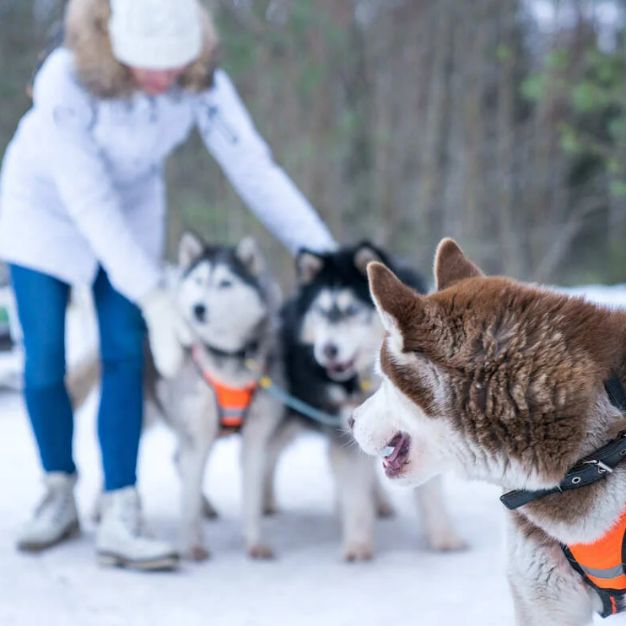 Хаски-парк для семьи