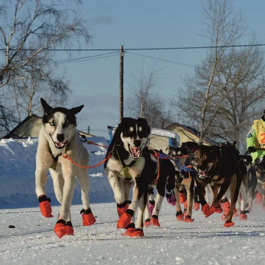 Экскурсия в питомник ездовых собак "Северный" для семьи