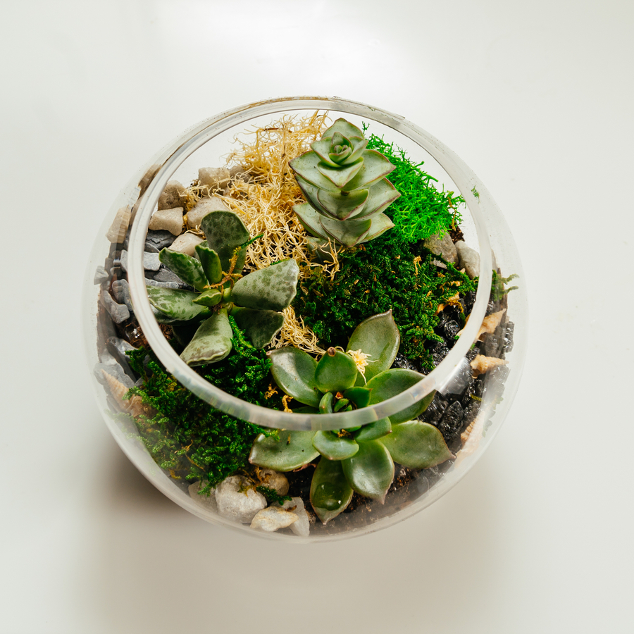 Мастер-класс по созданию флорариума для семьи