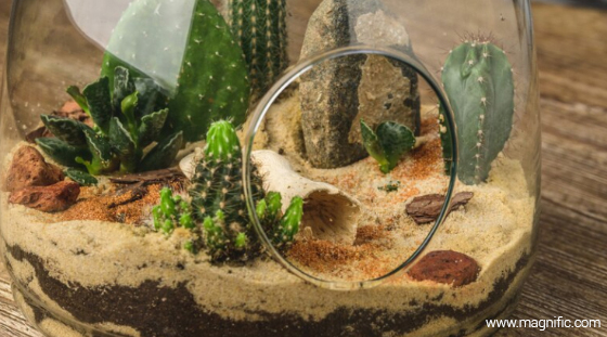 Как создать флорариум своими руками Как создать флорариум своими руками
